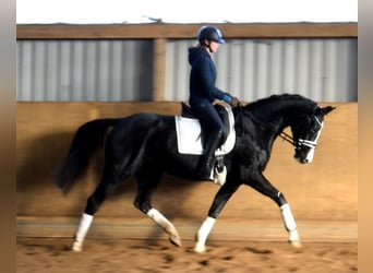 Hannoveraan, Merrie, 6 Jaar, 163 cm, Zwart