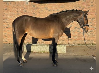 Hannoveraan, Merrie, 6 Jaar, 164 cm, Bruin