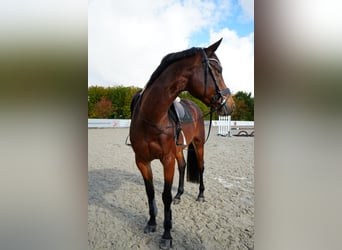 Hannoveraan, Merrie, 6 Jaar, 164 cm, Bruin