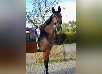 Hannoveraan, Merrie, 6 Jaar, 164 cm, Bruin