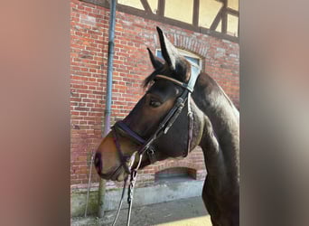 Hannoveraan, Merrie, 6 Jaar, 164 cm, Donkerbruin