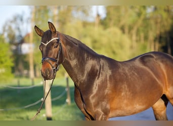 Hannoveraan, Merrie, 6 Jaar, 164 cm, Donkerbruin