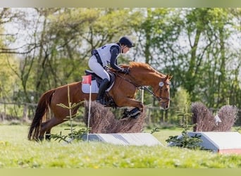 Hannoveraan, Merrie, 6 Jaar, 164 cm, Vos
