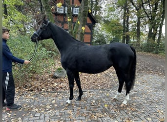 Hannoveraan, Merrie, 6 Jaar, 164 cm, Zwart