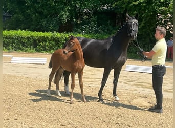 Hannoveraan, Merrie, 6 Jaar, 164 cm, Zwart