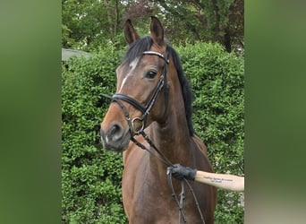 Hannoveraan, Merrie, 6 Jaar, 165 cm, Bruin