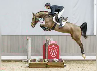 Hannoveraan, Merrie, 6 Jaar, 165 cm, Bruin