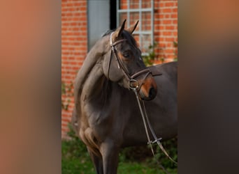 Hannoveraan, Merrie, 6 Jaar, 165 cm, Donkerbruin