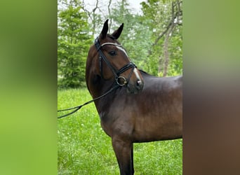 Hannoveraan, Merrie, 6 Jaar, 165 cm, Roodbruin