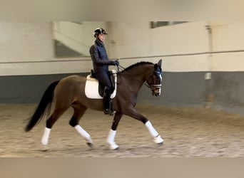 Hannoveraan, Merrie, 6 Jaar, 165 cm, Roodbruin