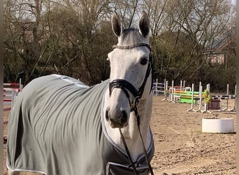 Hannoveraan, Merrie, 6 Jaar, 165 cm, Schimmel