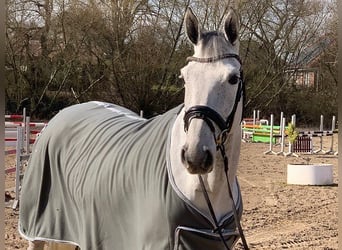 Hannoveraan, Merrie, 6 Jaar, 165 cm, Schimmel