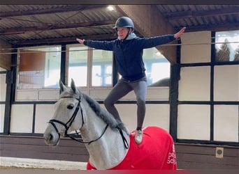 Hannoveraan, Merrie, 6 Jaar, 165 cm, Schimmel