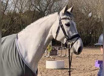 Hannoveraan, Merrie, 6 Jaar, 165 cm, Schimmel