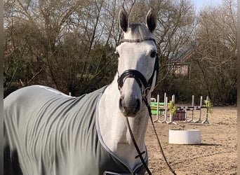 Hannoveraan, Merrie, 6 Jaar, 165 cm, Schimmel