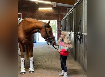 Hannoveraan, Merrie, 6 Jaar, 165 cm, Vos Hannoveraan, Merrie, 6 Jaar, 165 cm, Vos