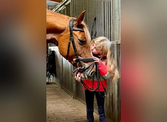 Hannoveraan, Merrie, 6 Jaar, 165 cm, Vos Hannoveraan, Merrie, 6 Jaar, 165 cm, Vos