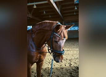 Hannoveraan, Merrie, 6 Jaar, 165 cm, Vos