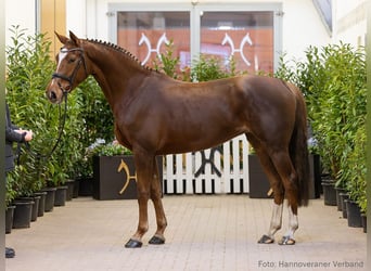 Hannoveraan, Merrie, 6 Jaar, 165 cm, Vos