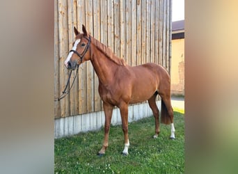 Hannoveraan, Merrie, 6 Jaar, 165 cm, Vos