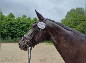 Hannoveraan, Merrie, 6 Jaar, 165 cm, Zwart