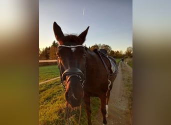 Hannoveraan, Merrie, 6 Jaar, 165 cm, Zwart