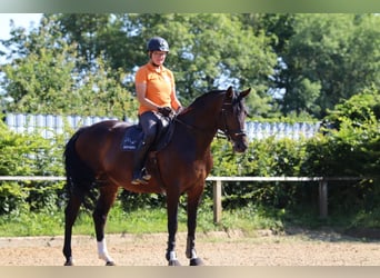 Hannoveraan, Merrie, 6 Jaar, 166 cm, Brauner