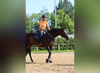 Hannoveraan, Merrie, 6 Jaar, 166 cm, Brauner