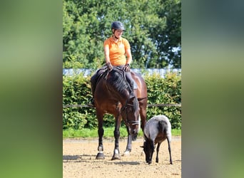 Hannoveraan, Merrie, 6 Jaar, 166 cm, Brauner