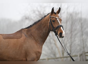 Hannoveraan, Merrie, 6 Jaar, 166 cm, Bruin