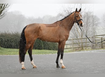 Hannoveraan, Merrie, 6 Jaar, 166 cm, Bruin