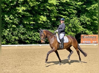 Hannoveraan, Merrie, 6 Jaar, 166 cm, Bruin