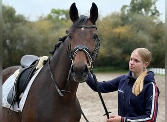 Hannoveraan, Merrie, 6 Jaar, 166 cm, Donkerbruin