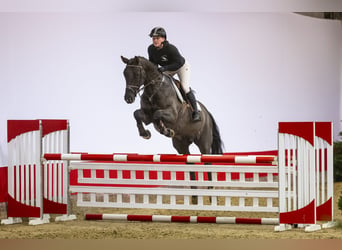 Hannoveraan, Merrie, 6 Jaar, 166 cm, Donkerbruin