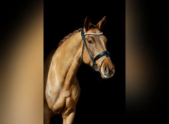 Hannoveraan, Merrie, 6 Jaar, 166 cm, Donkere-vos