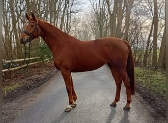 Hannoveraan, Merrie, 6 Jaar, 166 cm, Vos