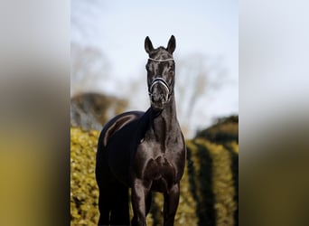 Hannoveraan, Merrie, 6 Jaar, 166 cm, Zwart