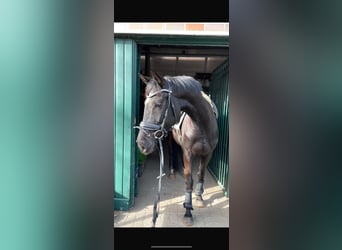 Hannoveraan, Merrie, 6 Jaar, 166 cm, Zwart