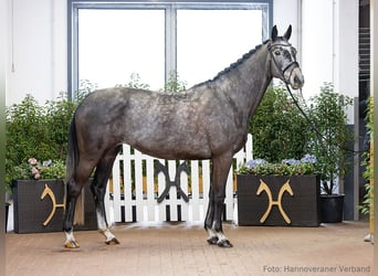 Hannoveraan, Merrie, 6 Jaar, 166 cm, Zwart