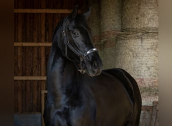 Hannoveraan, Merrie, 6 Jaar, 166 cm, Zwartbruin