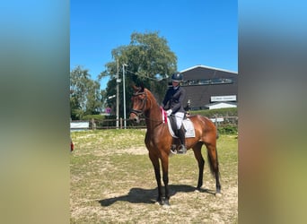 Hannoveraan, Merrie, 6 Jaar, 167 cm, Bruin