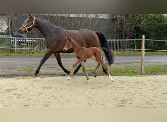 Hannoveraan, Merrie, 6 Jaar, 167 cm, Bruin