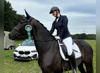 Hannoveraan, Merrie, 6 Jaar, 167 cm, Donkerbruin