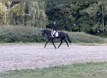 Hannoveraan, Merrie, 6 Jaar, 167 cm, Donkerbruin