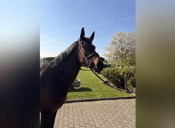 Hannoveraan, Merrie, 6 Jaar, 167 cm, Donkerbruin