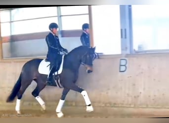 Hannoveraan, Merrie, 6 Jaar, 167 cm, Donkerbruin