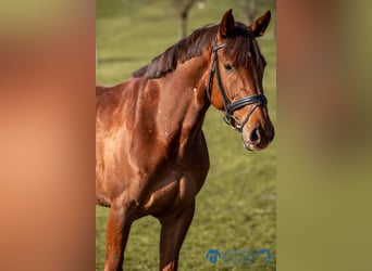 Hannoveraan, Merrie, 6 Jaar, 167 cm, Donkere-vos