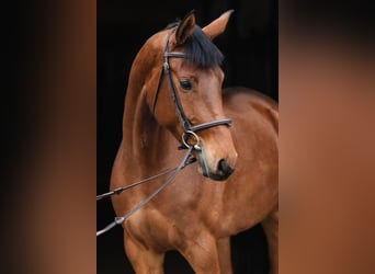 Hannoveraan, Merrie, 6 Jaar, 167 cm, Roodbruin