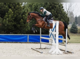 Hannoveraan, Merrie, 6 Jaar, 167 cm, Roodbruin