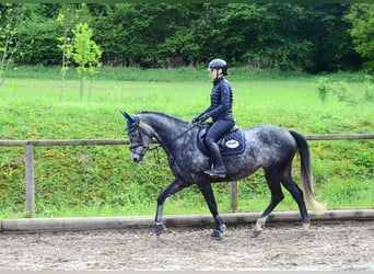 Hannoveraan, Merrie, 6 Jaar, 167 cm, Schimmel